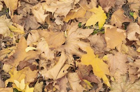 Dry leaves close-up pattern. A carpet of dry maple leaves. Stock Photos
