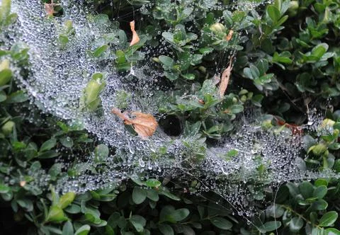 Dry leaves in cobweb Stock Photos