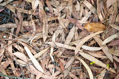 Dry leaves of eucalyptus tree on the ground Stock Photos