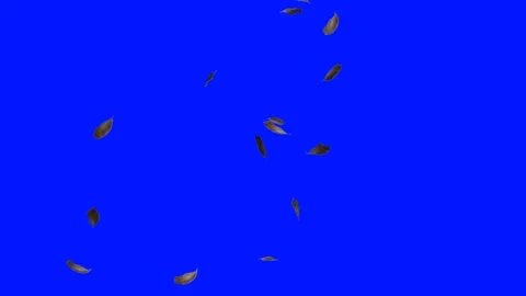 Dry leaves fall with blue screen. Dry leaf 3d effect Video stock 201614071