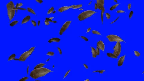 Dry leaves fall with blue screen. Dry leaf 3d effect Stock Footage 201664704