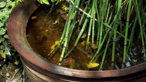Dry leaves fall on earthenware pot filled with water Stock Footage 205434497