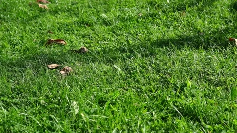 Dry leaves fall on the grass. Stock Footage 137945593