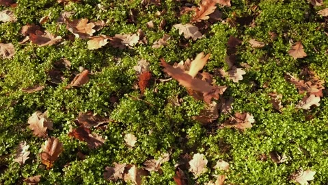 Dry leaves fall on the grass Stock Footage 146024093