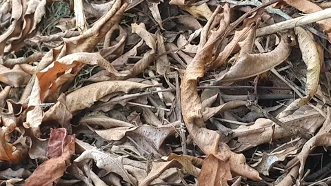 Dry leaves that fall on the ground Stock Footage 310812924