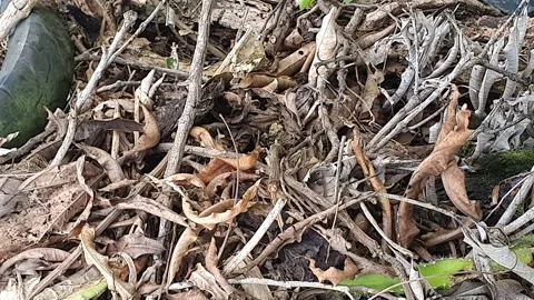 Dry leaves that fall on the ground Stock Footage 310814502