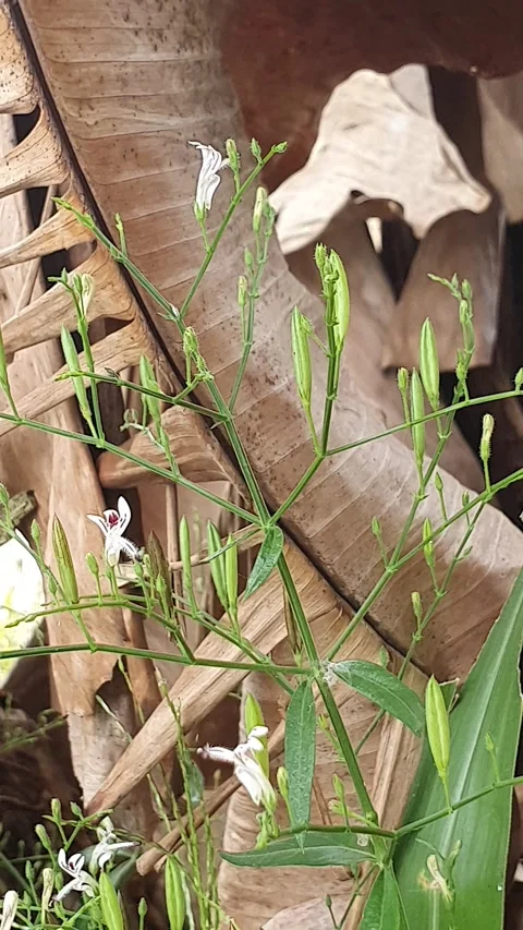 Dry leaves that fall on the ground Stock Footage 310833537