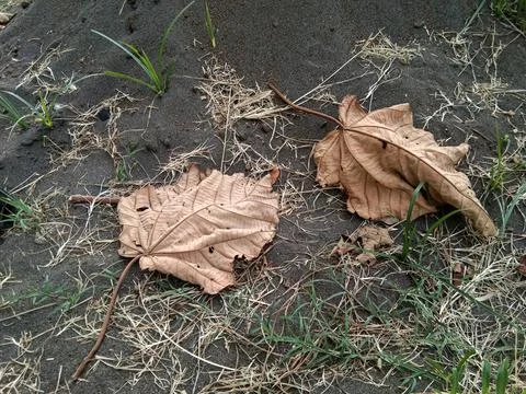 Dry leaves that fall on the ground Stock Photos