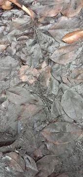 Dry leaves fall on the ground Fotos Stock