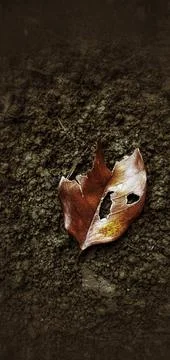 Dry leaves fall on the ground Foto stock