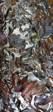 Dry leaves fall in a gutter that doesn't drain Stock-Fotos