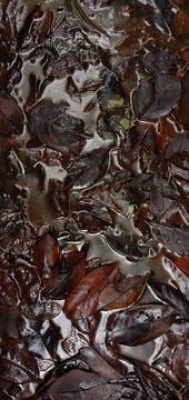 Dry leaves fall in a gutter that doesn't drain Foto stock