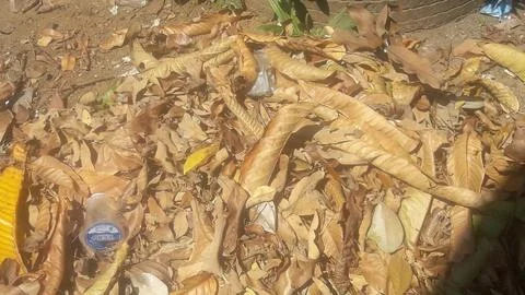 Dry leaves fall Stock Photos