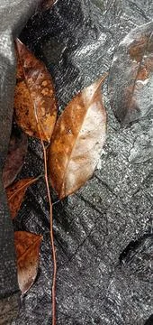 Dry leaves fall on plastic sack ground Foto stock