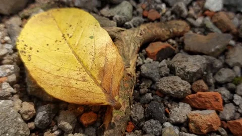 Dry leaves that fall from trees and fall in the yard which is full of gravel Stock Footage 291496230