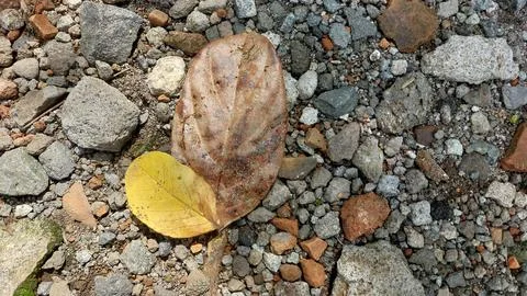 Dry leaves that fall from trees and fall in the yard which is full of gravel Stock Photos