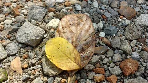 Dry leaves that fall from trees and fall in the yard which is full of gravel Stock Photos