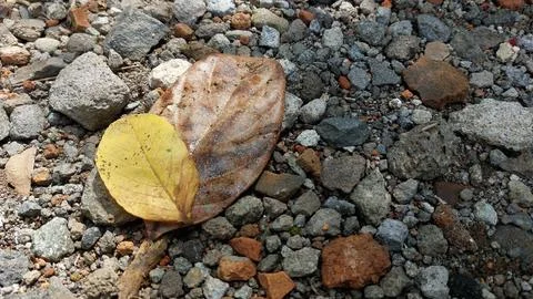 Dry leaves that fall from trees and fall in the yard which is full of gravel Stock Photos