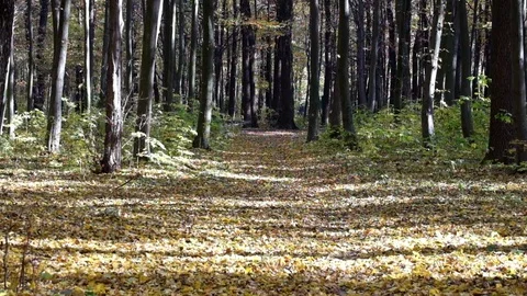 Dry leaves fall from trees in the forest on a warm autumn day 스톡 동영상 81319858