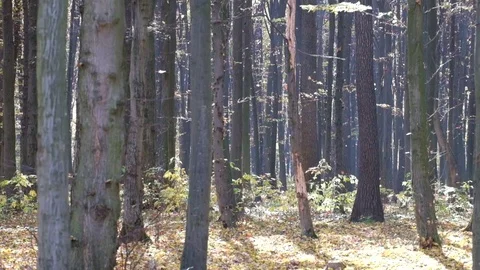 Dry leaves fall from trees in the forest on a warm autumn day Stock Footage 81345994