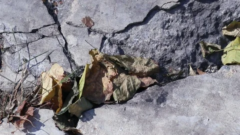 Dry leaves fallen between cracked concrete crevice blowing in the wind Stock Footage 127458853