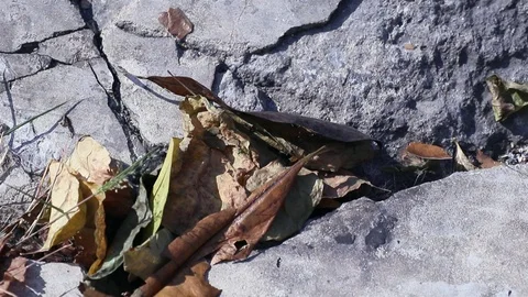 Dry leaves fallen between cracked concrete crevice blowing in the wind Stock Footage 127459602