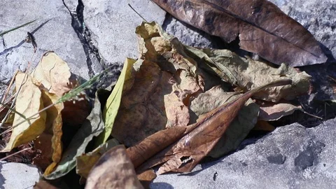 Dry leaves fallen between cracked concrete crevice blowing in the wind Stock Footage 127460801