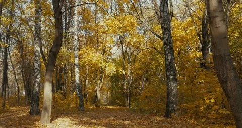Dry Leaves Falling From Forest Tree In Autumn 库存影片 96713510