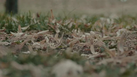Dry leaves falling on the grass Stock Footage 226201701