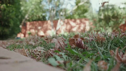 Dry leaves falling from a maple tree onto green grass in fall Stock Footage 287959320