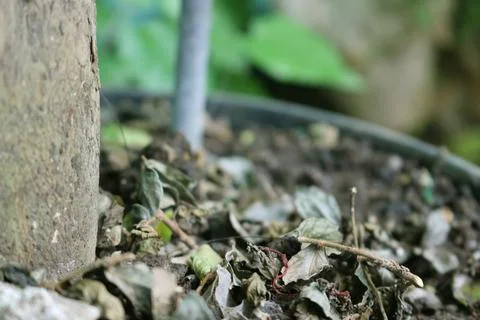 Dry leaves falling Foto stock