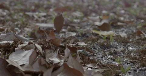 Dry leaves falling in slow motion Stock Footage 47122817