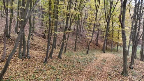 Dry leaves falling from the tree in autumn forest Stock Footage 291168506