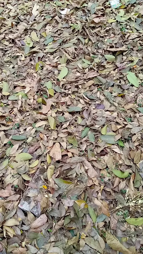 Dry Leaves Falling in Windy Storm Nature Background Video in Autumn Mood Stock Footage 306577426