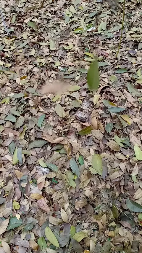 Dry Leaves Falling in Windy Storm Nature Background Video  Stock Footage 306578891