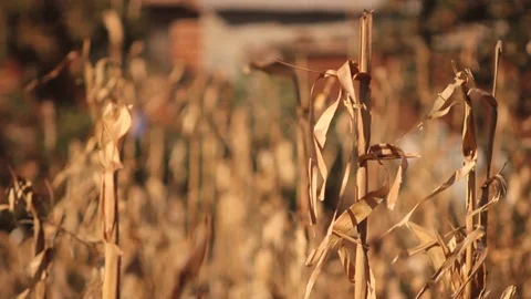 Dry Leaves in the Farm Video stock 103498981