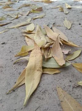 Dry leaves that fell from the tree Stock Photos