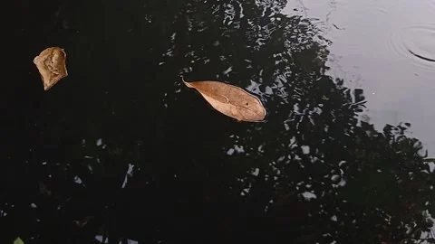 Dry leaves that float on the water Stock Footage 137144093