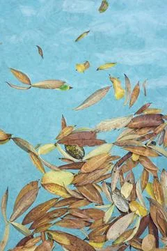 Dry leaves float on the water Foto stock