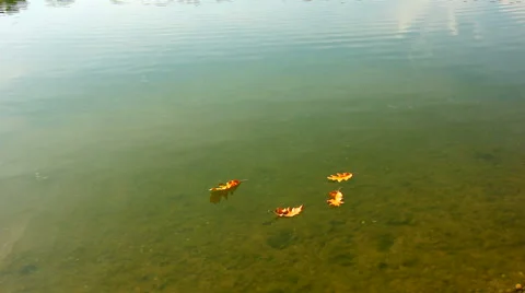 Dry leaves floating on lake water surface Stock Footage 56242453