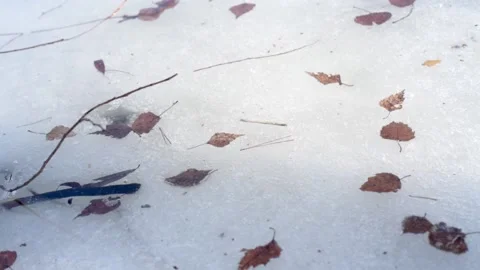Dry leaves floating on the river covered with ice in early spring Stock Footage 149990815