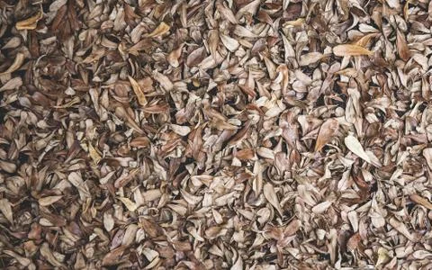 Dry leaves on the floor background. 写真素材