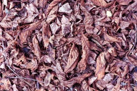 Dry leaves on the floor background. Stock Photos