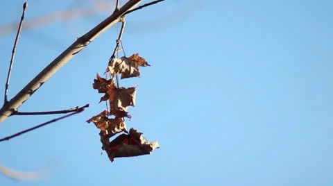 Dry leaves 스톡 동영상 23921961