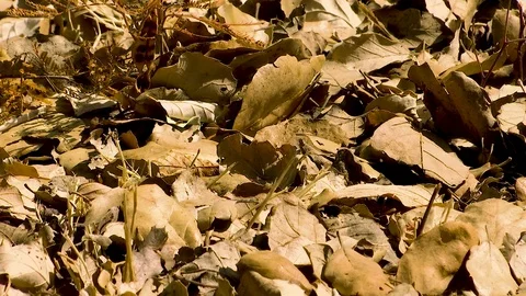 Dry Leaves Stock Footage 79032171