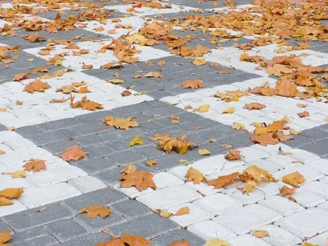Dry leaves. Stock Footage 82136958