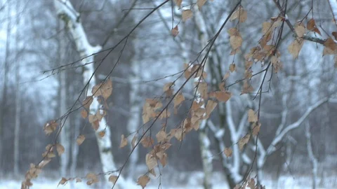 Dry Leaves Stock Footage 122505708