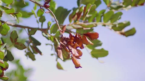 Dry leaves Stock Footage 233114068
