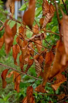 Dry leaves in the foreground Stock Photos
