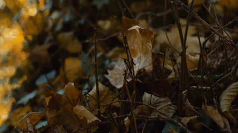 Dry leaves in forest Stockbeeldmateriaal 33294097